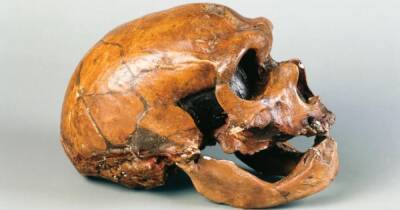 В костях неандертальца обнаружен "родственник" коронавируса, возрастом 50 тыс. лет - focus.ua - Украина