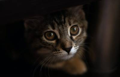 «Даже от домашнего кота»: ТОП-5 болезней, которыми можно заразиться от животных - ont.by - Белоруссия