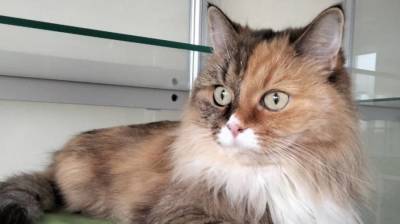 Чихание, кашель и сонливость у животных могут свидетельствовать о коронавирусе - inforeactor.ru