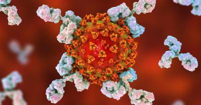 Ученые нашли антитело, способное противостоять разным коронавирусам - rus.delfi.lv - Сша - Латвия