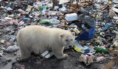 Ученые предупреждают: из льдов Арктики могут оттаять и мамонты, и ядерные отходы - newizv.ru