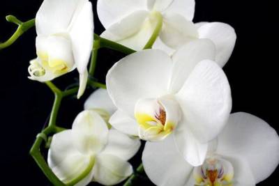 Как использовать чеснок для орхидей: хитрость, которой пользуются молодые хозяйки - skuke.net