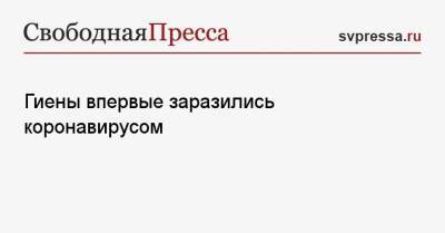 Гиены впервые заразились коронавирусом - svpressa.ru - Сша - штат Колорадо - Облучье