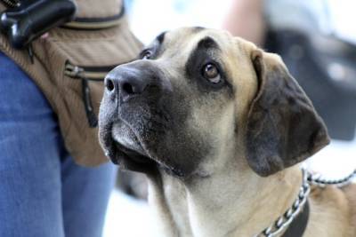 Венгерские ученые выяснили удивительный факт о собаках и мира - cursorinfo.co.il - Будапешт - Венгрия