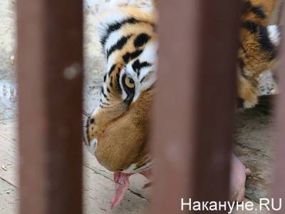 У животных в зоопарке выявили коронавирус - nakanune.ru