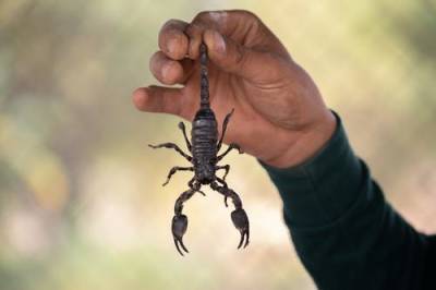 Ученые сообщили, что яд скорпиона может защитить от коронавируса - argumenti.ru - Египет - Шотландия