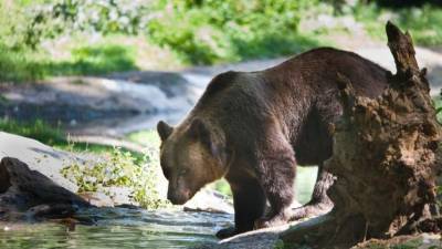 Запорожские медведи теперь будут жить в Нидерландах: подробности - inform.zp.ua - Украина - Голландия - Запорожье