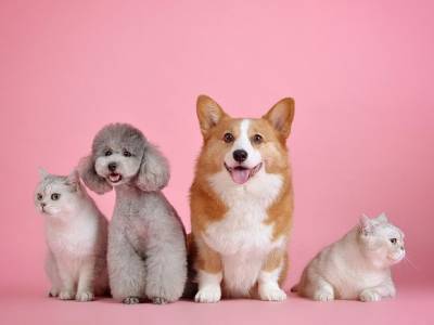 Собаки и кошки могут заполучить проблемы с сердцем и погрузиться в депрессию после коронавируса - rosbalt.ru