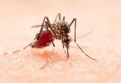 В Индии вспышка опасной болезни. Вирус переносят комары - facenews.ua - Украина - India - штат Уттар-Прадеш