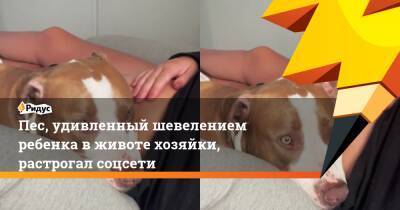 Пес, удивленный шевелением ребенка в животе хозяйки, растрогал соцсети - ridus.ru