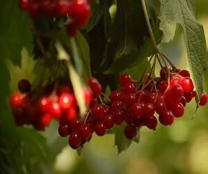 Калина: польза, вред и свойства; чем полезна ягода для мужчин и женщин - goodnews.ua - Украина