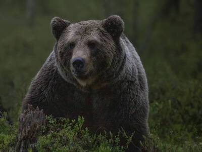 Пожилая американка сумела ускользнуть от терзавшего ее медведя и выжила - rosbalt.ru - Usa - штат Калифорния