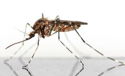 Индия - В Индии зафиксирована вспышка опасного вируса, который переносится насекомыми и мира - cursorinfo.co.il - India - штат Уттар-Прадеш