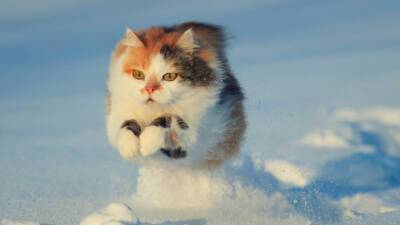 В Подмосковье спасатели помогли примерзшему ко льду реки коту - mir24.tv - Москва - Московская обл.