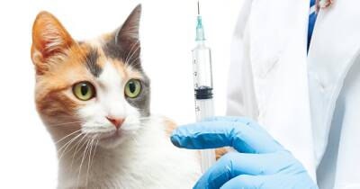 Вакцина для питомца. Нужно ли прививать животных от COVID-19? - focus.ua - Украина - Гонконг