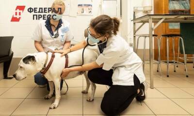 В челябинском районе из-за низких зарплат уволились все ветеринары - fedpress.ru - Челябинская обл.