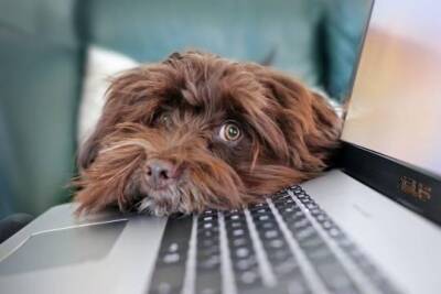 В России набирает популярность ветеринарная онлайн-помощь - versia.ru - Россия