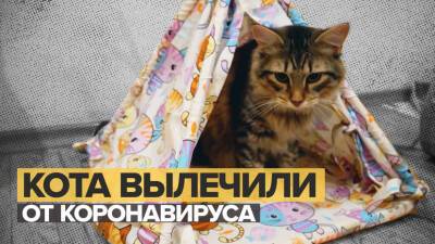 42 флакона лекарства и 93 дня лечения: в Перми кота вылечили от заболевания, вызванного коронавирусом - russian.rt.com - Пермь