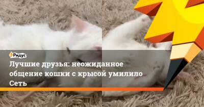 Лучшие друзья: неожиданное общение кошки с крысой умилило Сеть - ridus.ru