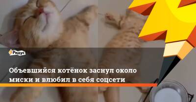 Объевшийся котёнок заснул около миски и влюбил в себя соцсети - ridus.ru