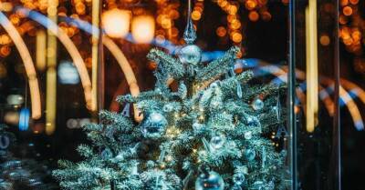 ФОТО. Самая маленькая в Балтии? В Клайпеде зажглись огни на рождественской елочке, высотой всего 55 сантиметров - rus.delfi.lv - Латвия