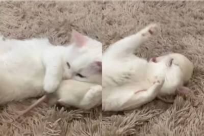 Курьез: кошка забыла инстинкты и принялась играть с мышкой (ВИДЕО) - enovosty.com