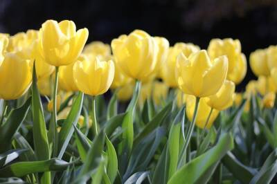 Море тюльпанов: «Зеленхоз» вырастит 30 тысяч цветов к 8 марта - lipetskmedia.ru