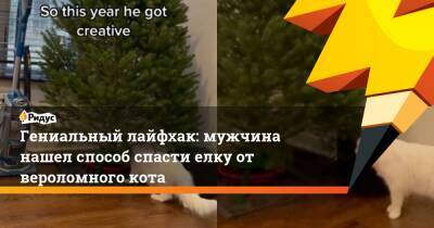 Гениальный лайфхак: мужчина нашел способ спасти елку от вероломного кота - ridus.ru