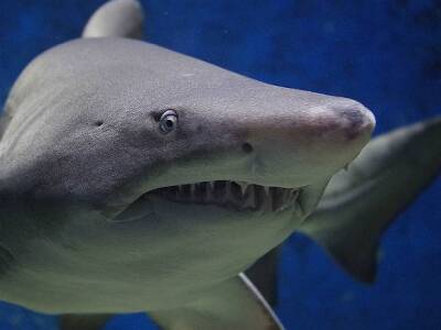 Ученые выяснили, что акулы могут спасти человечество от ковида - rosbalt.ru