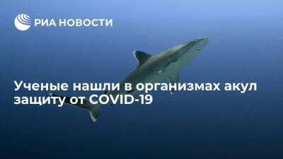 Американские ученые нашли в организмах акул защиту от COVID-19 для людей - ria.ru - Сша - Вашингтон