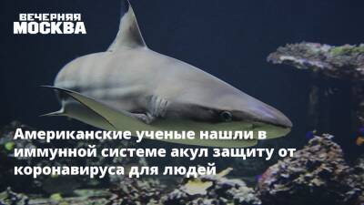 Максим Скулачев - Американские ученые нашли в иммунной системе акул защиту от коронавируса для людей - vm.ru