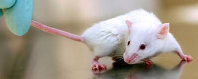 Генная терапия возвратила мышам утраченный с детства слух - runews24.ru