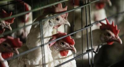 Жареный петух клюнул: как вспышка птичьего гриппа повысила цены на яйца и мясо - obzor.lt - Эстония - Евросоюз