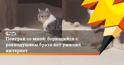 Поиграй со мной: борющийся с равнодушием брата кот умилил интернет - ridus.ru - Япония