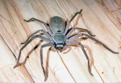 Это Австралия, детка: Огромный паук чуть не сорвал пресс-конференцию министра здравоохранения - vchaspik.ua - Украина - Australia - штат Квинсленд