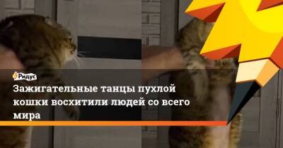 Зажигательные танцы пухлой кошки восхитили людей со всего мира - ridus.ru - Россия