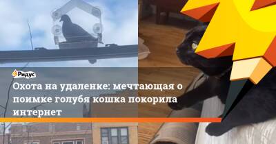 Охота на удаленке: мечтающая о поимке голубя кошка покорила интернет - ridus.ru