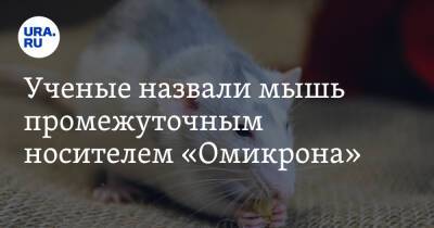 Ученые назвали мышь промежуточным носителем «Омикрона» - ura.news