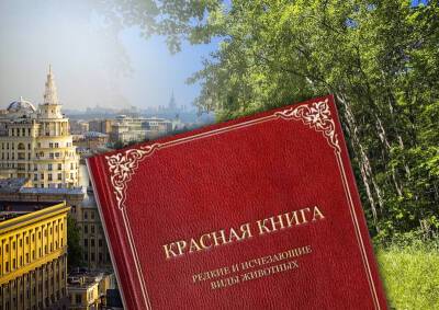 Москве грозит вымирание краснокнижных видов: экоактивисты бьют тревогу - mskgazeta.ru - Москва