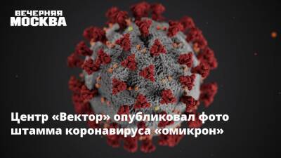 Центр «Вектор» опубликовал фото штамма коронавируса «омикрон» - vm.ru