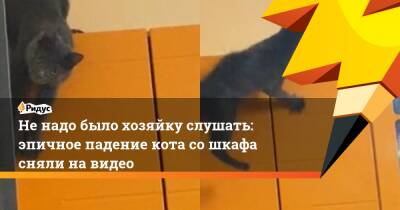 Не надо было хозяйку слушать: эпичное падение кота со шкафа сняли на видео - ridus.ru