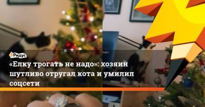 «Елку трогать не надо»: хозяин шутливо отругал кота и умилил соцсети - ridus.ru
