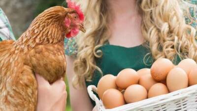 Минздрав: покупайте яйца только в лицензированных магазинах, птичий грипп опасен - vesty.co.il - Израиль - Минздрав