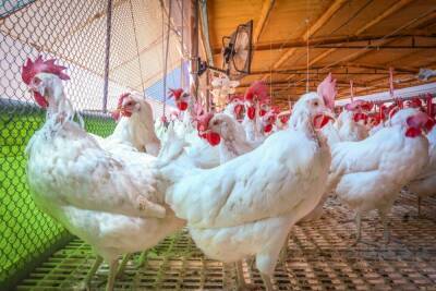 Птичий грипп: минздрав призывает вести себя осторожно с птицепродуктами - news.israelinfo.co.il - Израиль - Минздрав