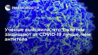 Китайские ученые определили роль клеточного иммунитета при защите от COVID-19 - ria.ru - Москва - Китай - Пекин
