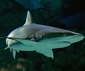 Американские ученые нашли в организмах акул мощную защиту от коронавируса - goodnews.ua
