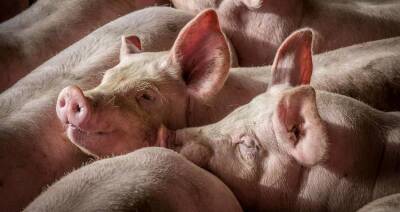 Власти Польши окажут помощь своим свиноводам - produkt.by - Польша