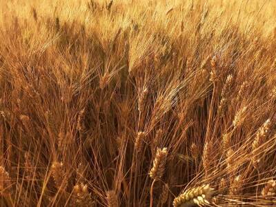 Правительство Украины рассмотрит ограничение экспорта пшеницы в январе 2022 - thepage.ua - Россия - Украина