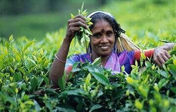 Шри-Ланка планирует чаем погасить долг перед Ираном за нефть - charter97.org - Белоруссия - Иран - Шри Ланка