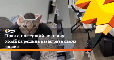 Пранк, пошедший поплану: хозяйка решила разыграть своих кошек - ridus.ru